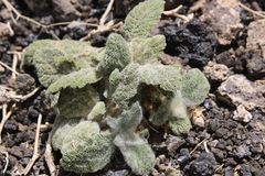 Salvia spinosa