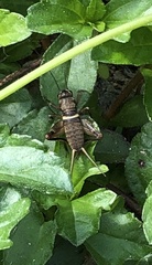 Teleogryllus mitratus