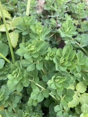 Lotus angustissimus
