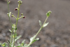 Scrophularia deserti