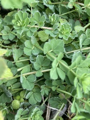 Lotus angustissimus