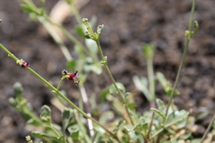 Scrophularia deserti