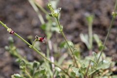 Scrophularia deserti