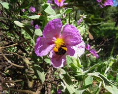 Bombus terrestris lusitanicus