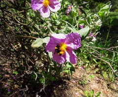 Bombus terrestris lusitanicus