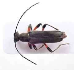 Grammoptera abdominalis