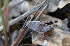Oedipoda caerulescens
