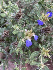 Blepharis diversispina