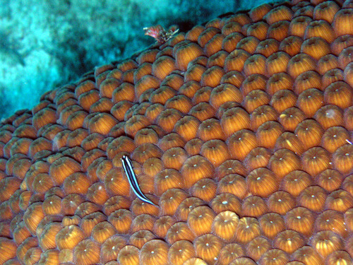 Barsnout Goby