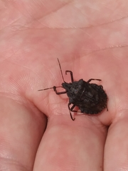 Brochymena quadripustulata