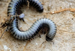 Acanthoiulus fuscipes