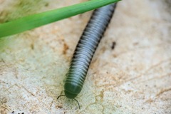 Acanthoiulus fuscipes