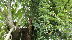 Ficus pumila awkeotsang