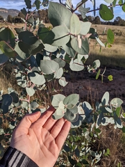 Eucalyptus bridgesiana