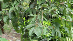 Ficus pumila awkeotsang