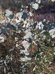 Eucalyptus bridgesiana