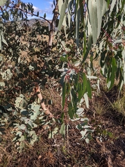 Eucalyptus bridgesiana
