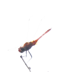Urothemis signata
