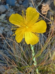 Hypericum olympicum