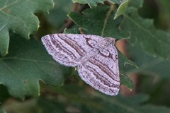 Scotopteryx coarctaria