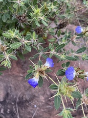 Blepharis diversispina