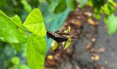 Duolandrevus coulonianus