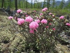 Rhododendron adamsii