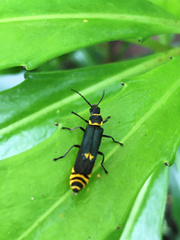 Chauliognathus fernshawensis