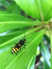 Chauliognathus fernshawensis