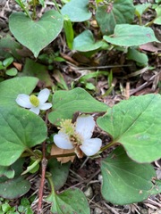 Houttuynia cordata