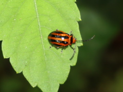 Oides seminigra