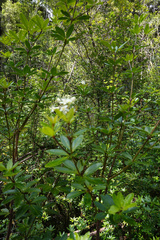 Acradenia frankliniae