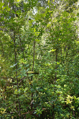 Acradenia frankliniae