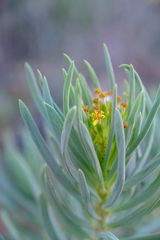 Senecio sarcoides