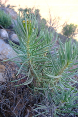 Senecio sarcoides