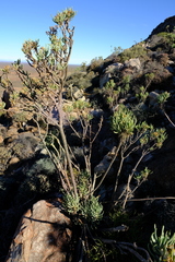 Senecio sarcoides