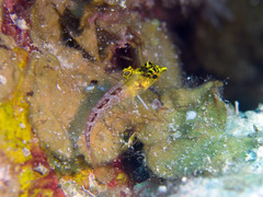 Diamond Blenny photo 2