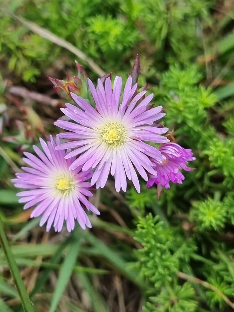 Lampranthus deflexus