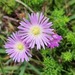 Lampranthus deflexus - Photo (c) Merika Louw, some rights reserved (CC BY-NC), uploaded by Merika Louw