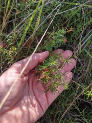 Haloragis heterophylla