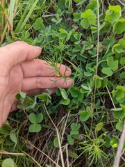 Haloragis heterophylla