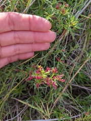 Haloragis heterophylla