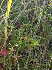 Haloragis heterophylla