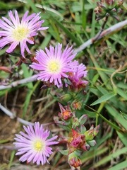 Lampranthus deflexus