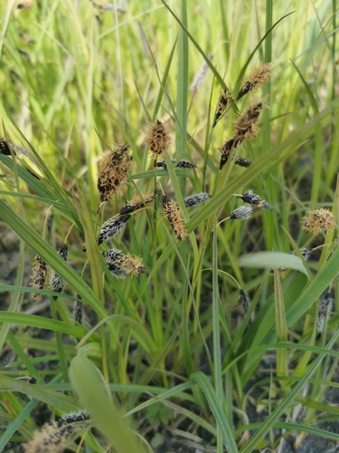 Image of Carex scita by (c) Валерия Ковалева, some rights reserved (CC BY)