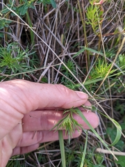 Haloragis heterophylla