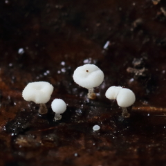 Physalacria stilboidea