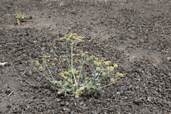 Ducrosia flabellifolia