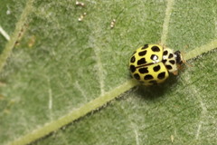 Psyllobora variegata