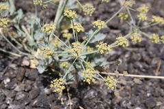 Ducrosia flabellifolia